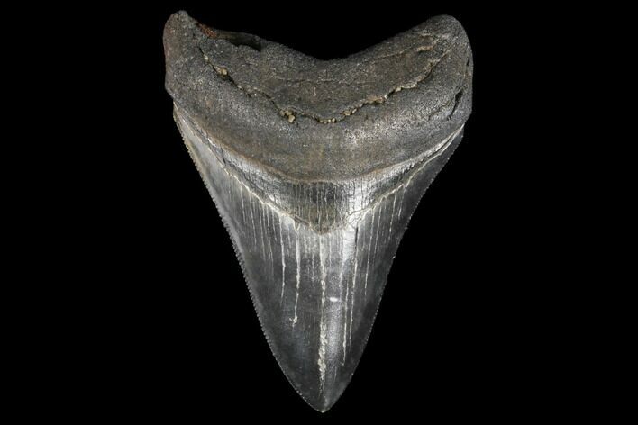 Fossil Megalodon Tooth - Serrated Blade #130728